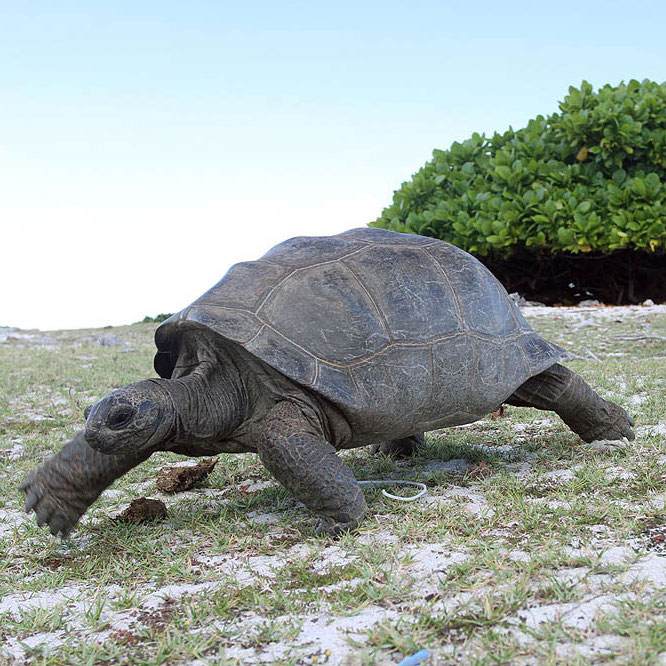 Riesenschildkröte