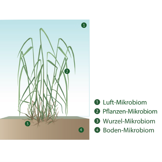 Schematische Darstellung eines Mikrobioms, inkl. Beschreibung. 