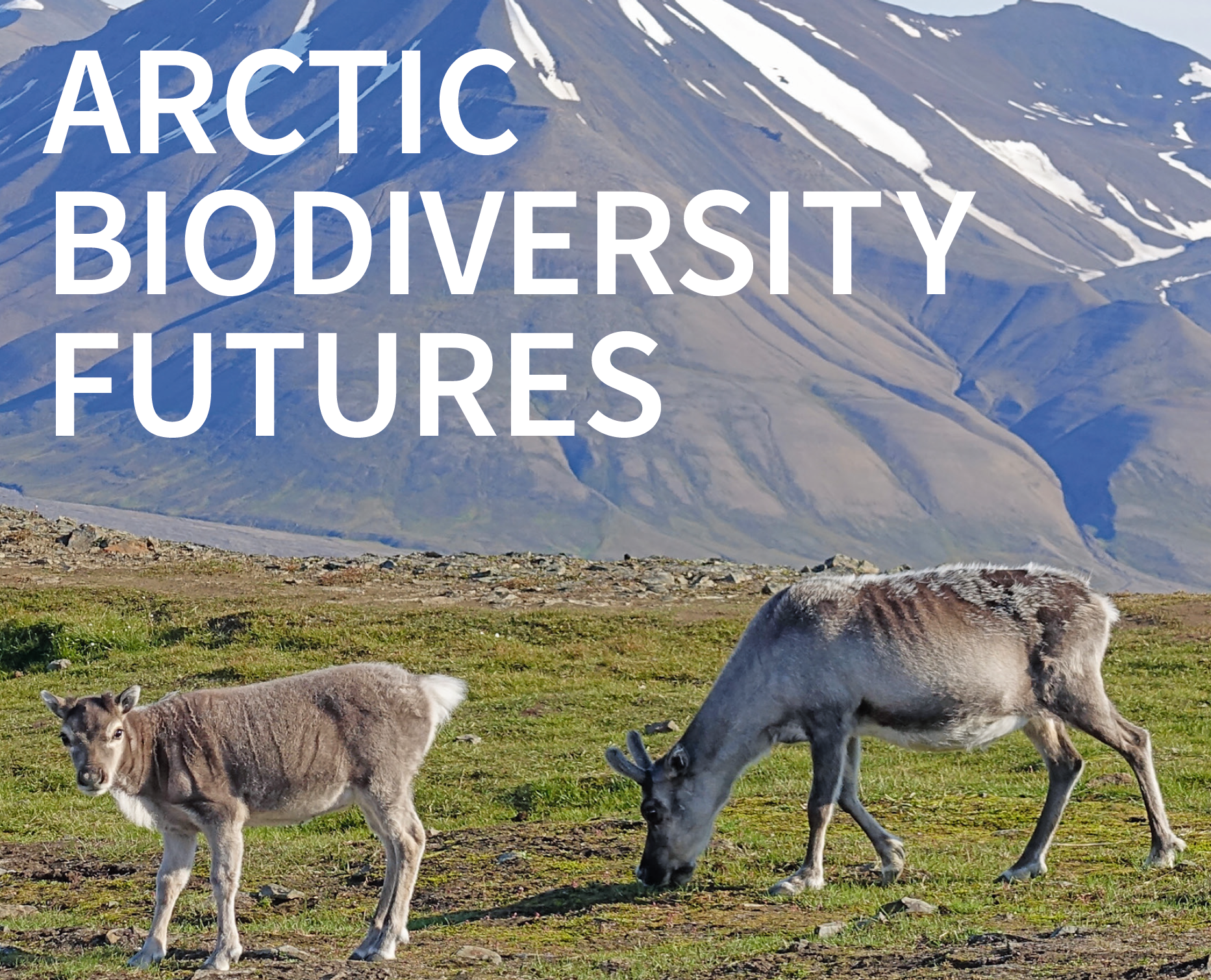 Visual for the exhibition "Arctic Biodiversity Futures": a reindeer cow and a reindeer calf foraging in the tundra with mountains in the background.