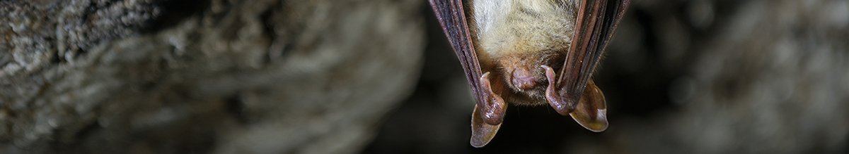 Fledermaus (Grosses Mausohr - Myotis myotis)