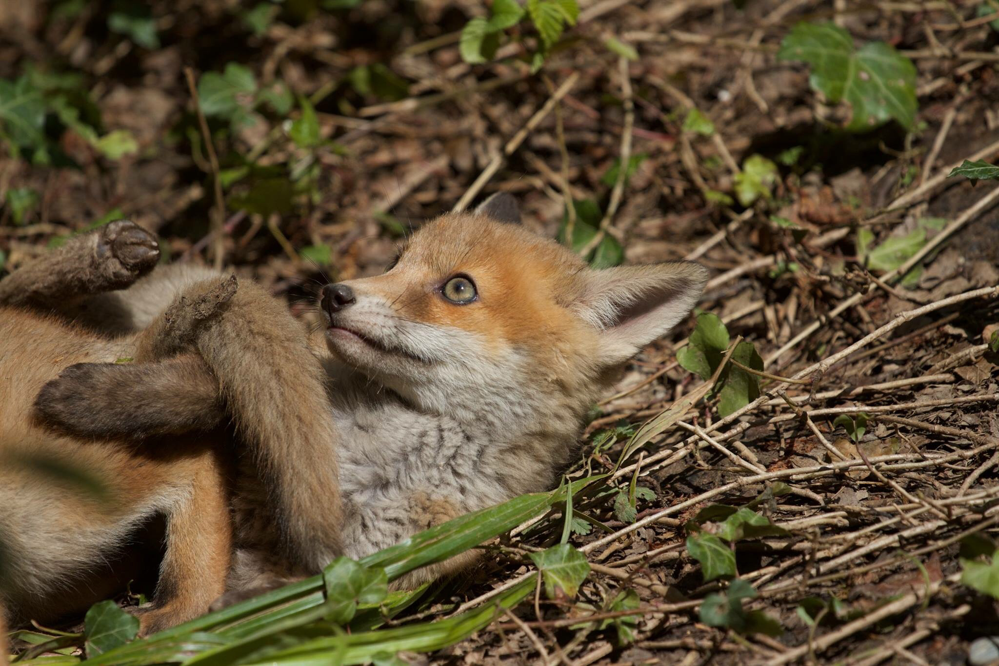 fox cub1