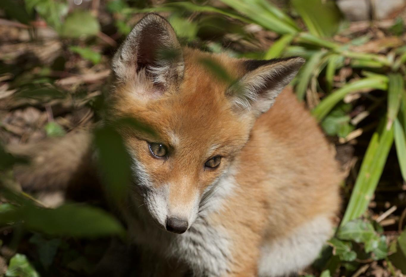 fox cub 2