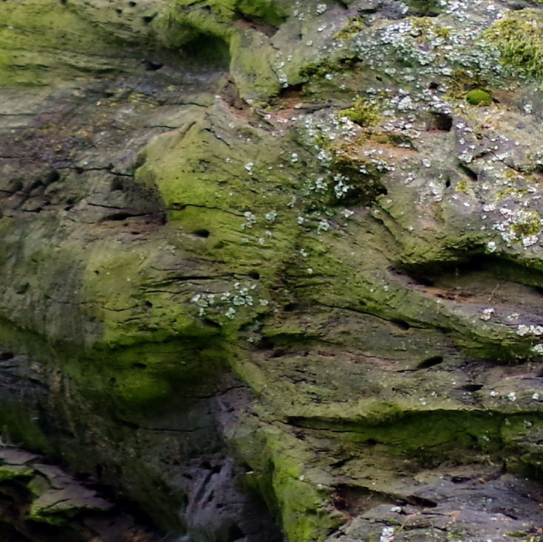 Foto von einem umgestürtzten Baum