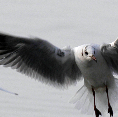 eine fliegende Möwe. Einführung in das Thema von Reiko Akiyama