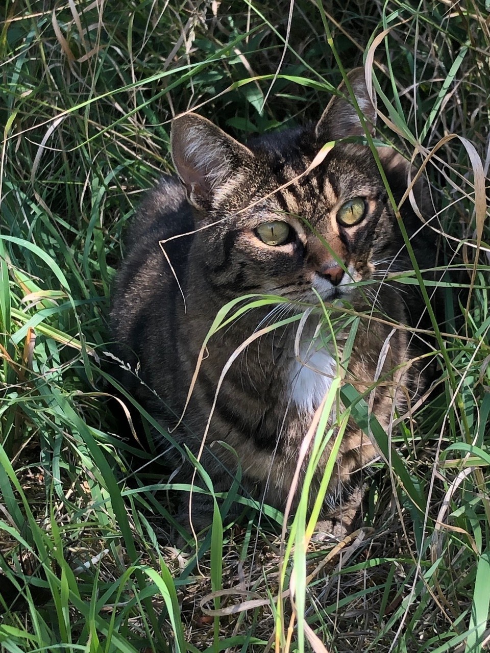 Campus Life 1. Preis: Moritz die ASVZ Katze. Fast jede oder jeder hat sicher einmal 