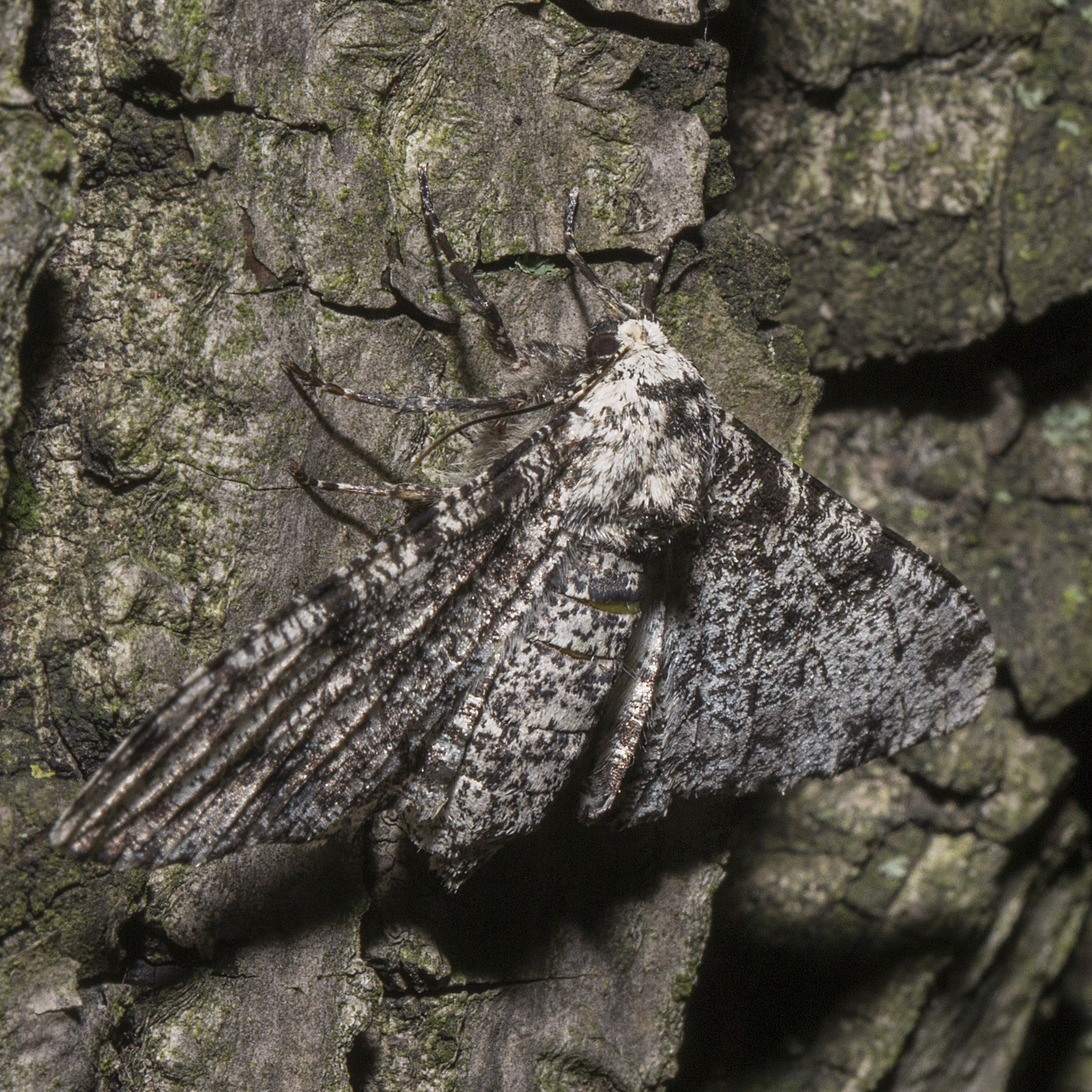 Foto einer Pfeffermotte (Biston betularia)