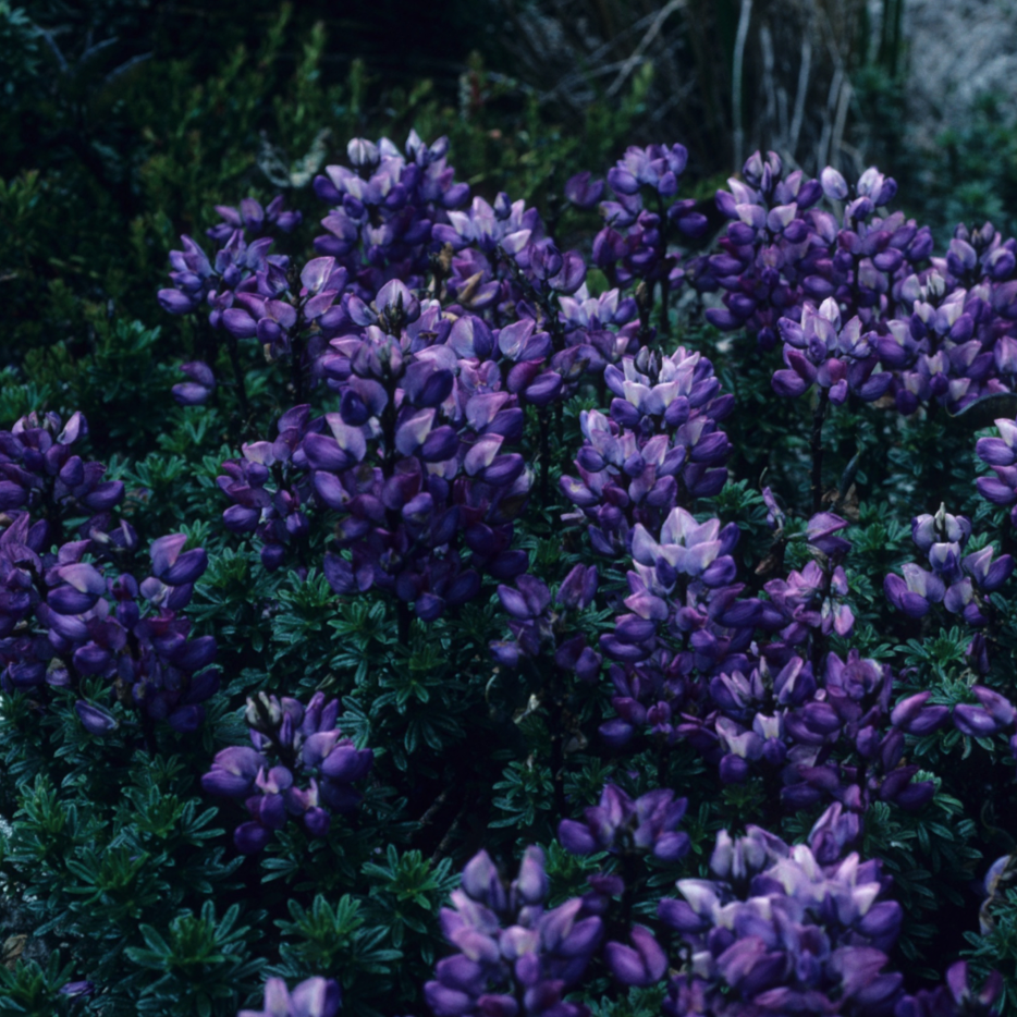 Foto von violettfarbenen Lupinen