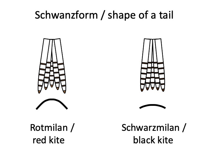 Schema von Schwanzformen: Rotmilan und Schwarzmilan