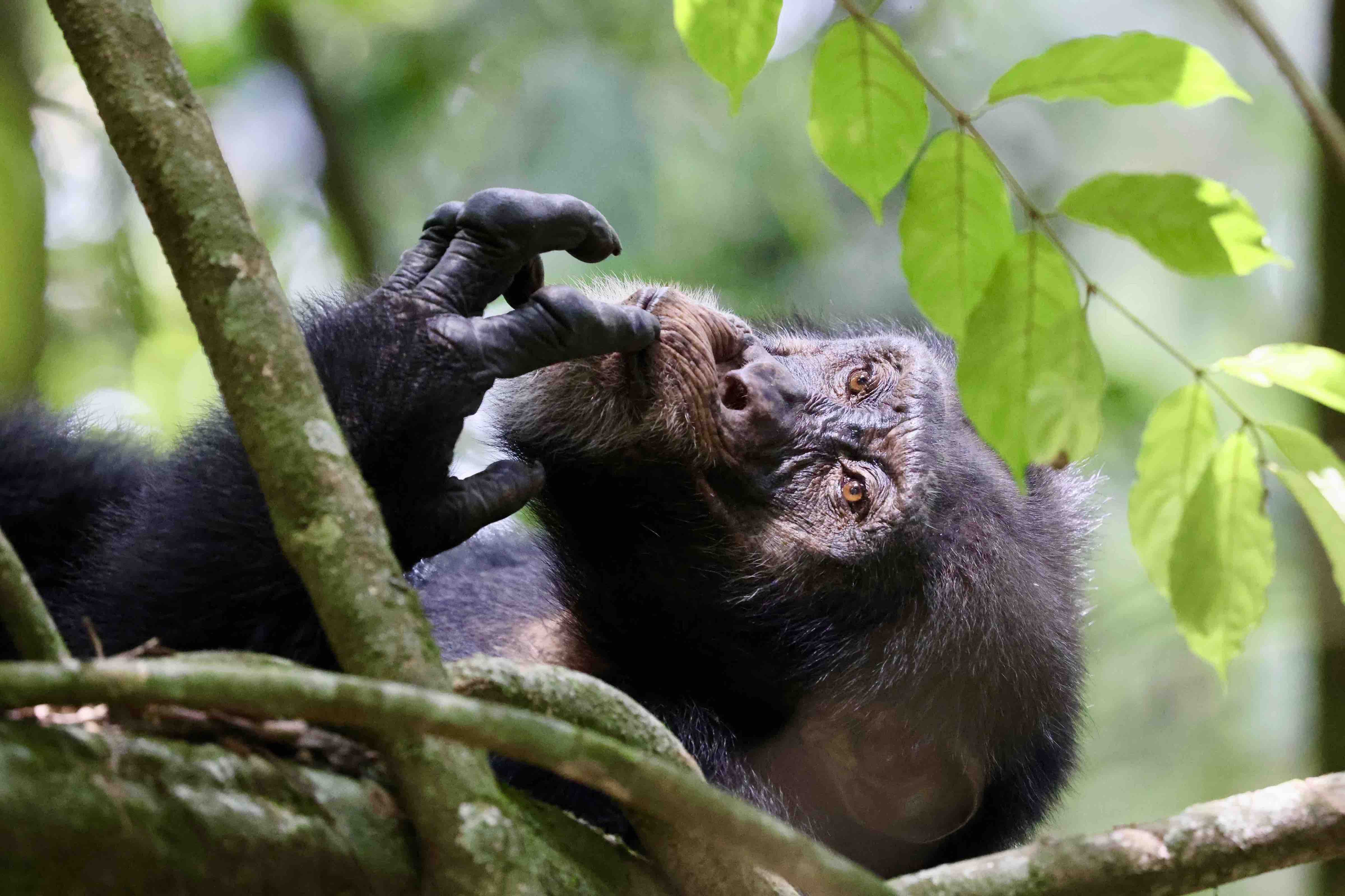 Forschungsobjekte 2. Preis: A penny for your thoughts. Meet a wild chimpanzee called Jeje who lives in Bossou, Guinea (West Africa). I first met Jeje when he was 6 years old, and I have seen him grow into the impressive adult male he is today. Over the 20 years that I have known him, his community has decreased from 19 to only 3 individuals. Human population growth and habitat loss have isolated his group from neighbouring chimpanzees in the Nimba Mountains. Unfortunately, this is the fate facing many wild chimpanzees across Africa. Urgent conservation action is needed to safe our closest living relatives from extinction. By Kat Koops