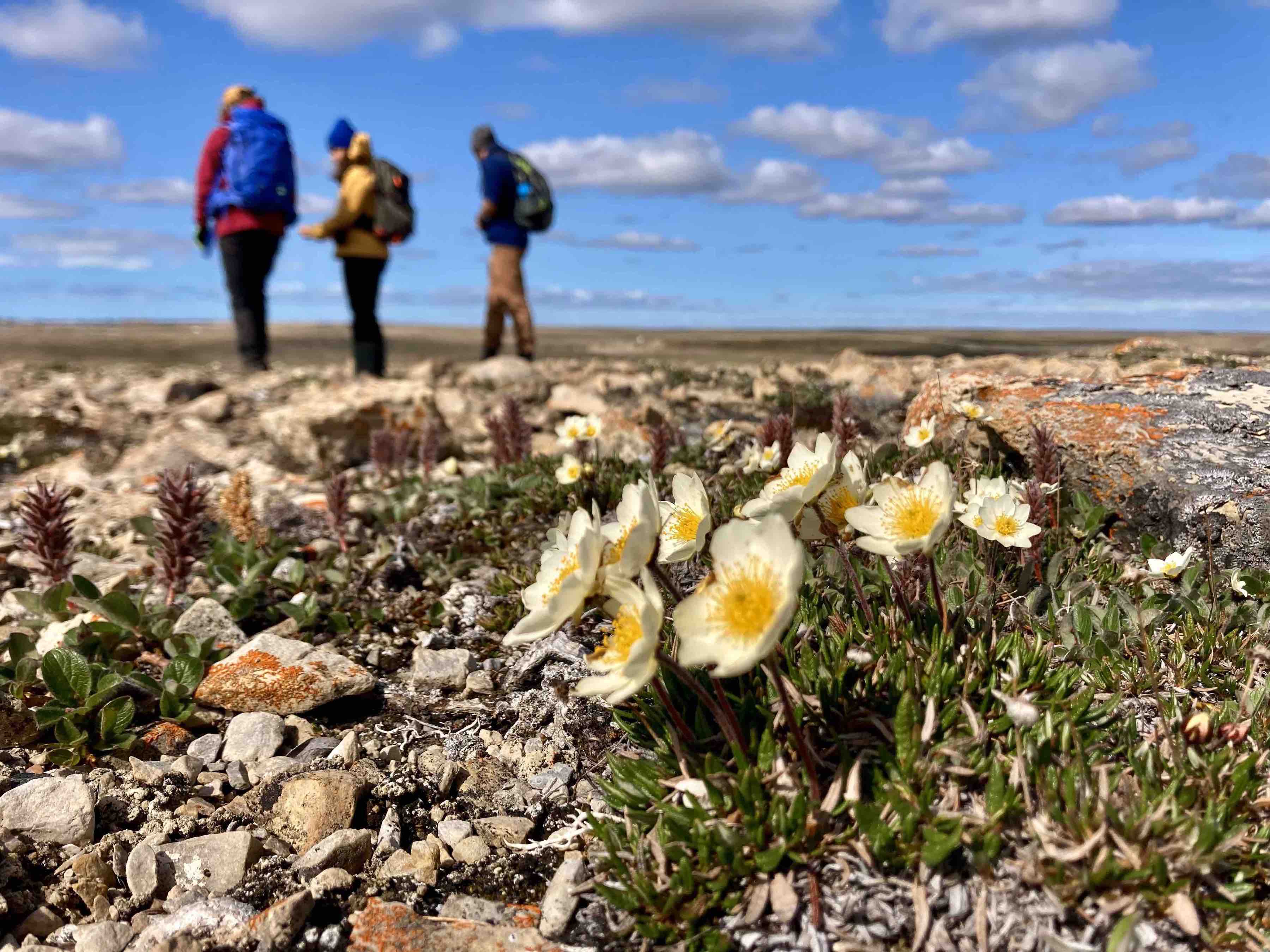 Menschen in der Forschung 2. Preis: The innocent bystander. Wide skies, tiny plants and stillness all represent the Arctic tundra to me. Yet, those vast landscapes are not free of people. Indigenous communities have lived in the Arctic for thousands of years. Ecologists are a recent addition to the scene. Here, I captured a typical moment of fieldwork, where we are reorienting ourselves after finishing a set of botanical observations. Often these moments are opportunities for reflection, or lighthearted chat during a hard day of work. Meanwhile, the plants just crack on with their life, exactly like themountain avens (Dryas integrifolia), craning its showy flowerheads towards the sun. By Jakob Assmann