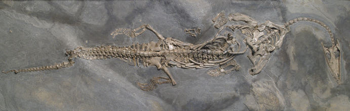 Fossil