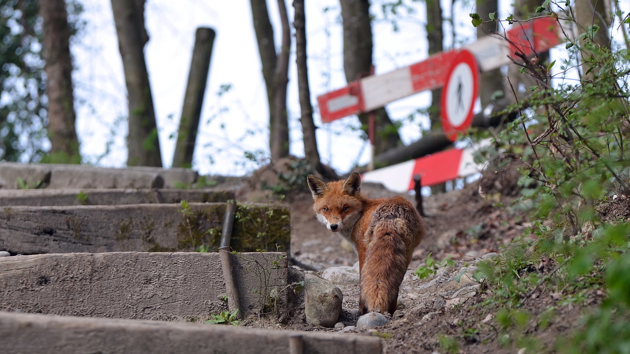 Rotfuchs (Vulpes vulpes) in der Stadt 