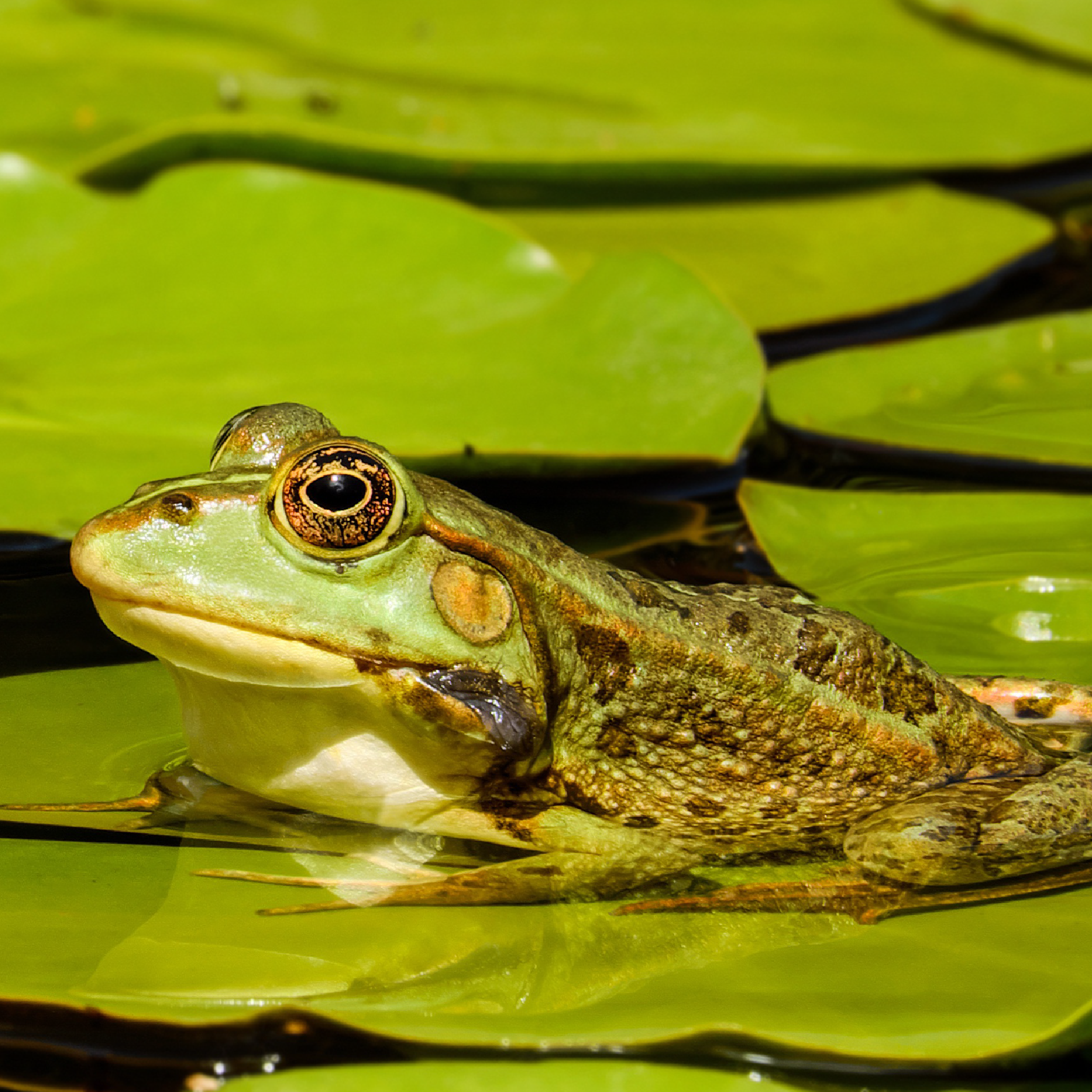 Foto von einem Teichfrosch (Gattung Pelophylax), der auf Seerosen sitzt. Einführung in das Thema von Alejandra Parreño