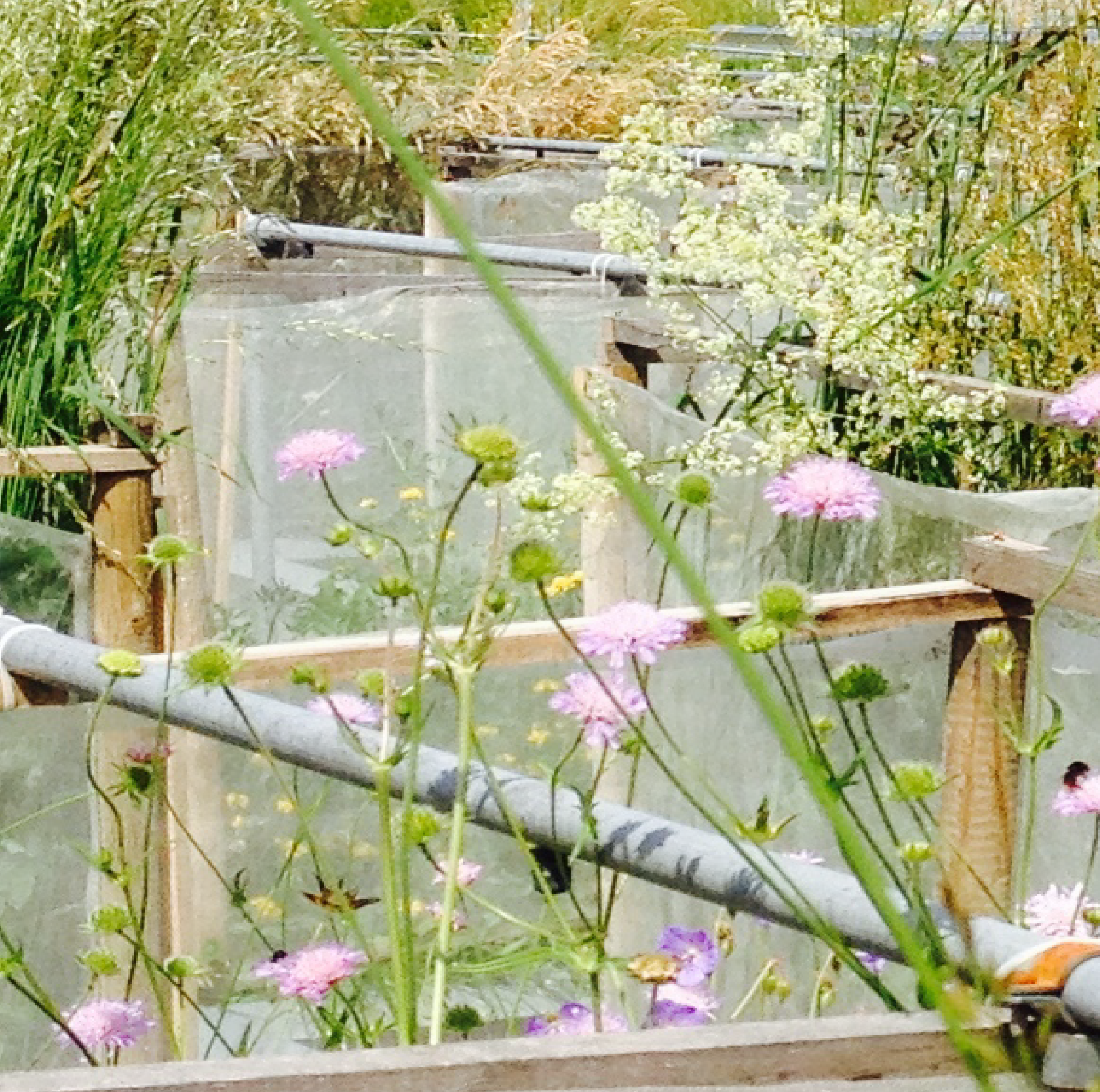 Foto von der Natur mit Pflanzen, die in Quadrate aufgeteilt sind, um mit ihnen Experimenten machen zu können