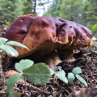 Foto von einem Ecto-Mykorrhizapilz (Art Boletus rubriceps). Welt der Mykorrhizapilze.