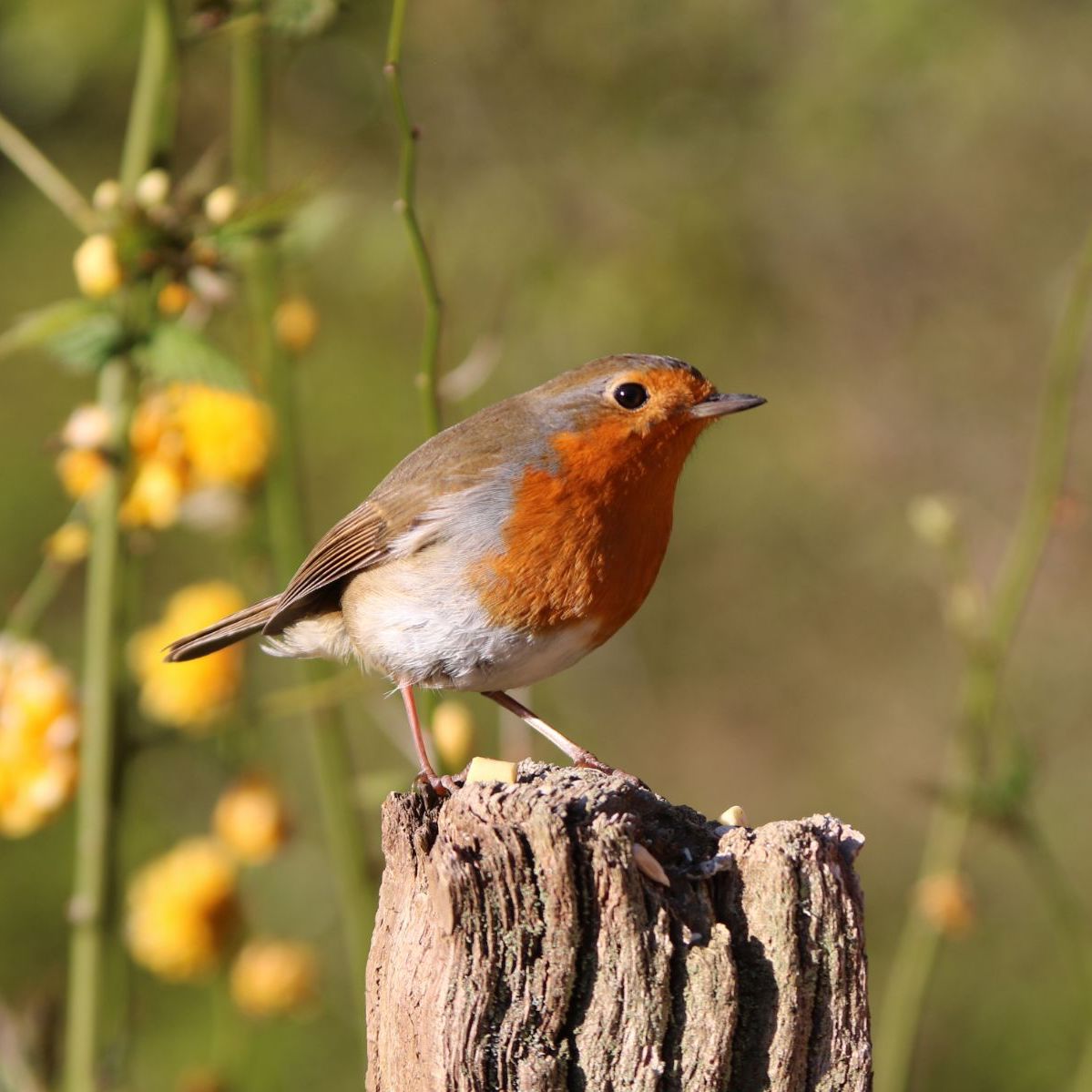 Rotkehlchen (Erithacus rubecula). Gemeinsame Akkorde                                  