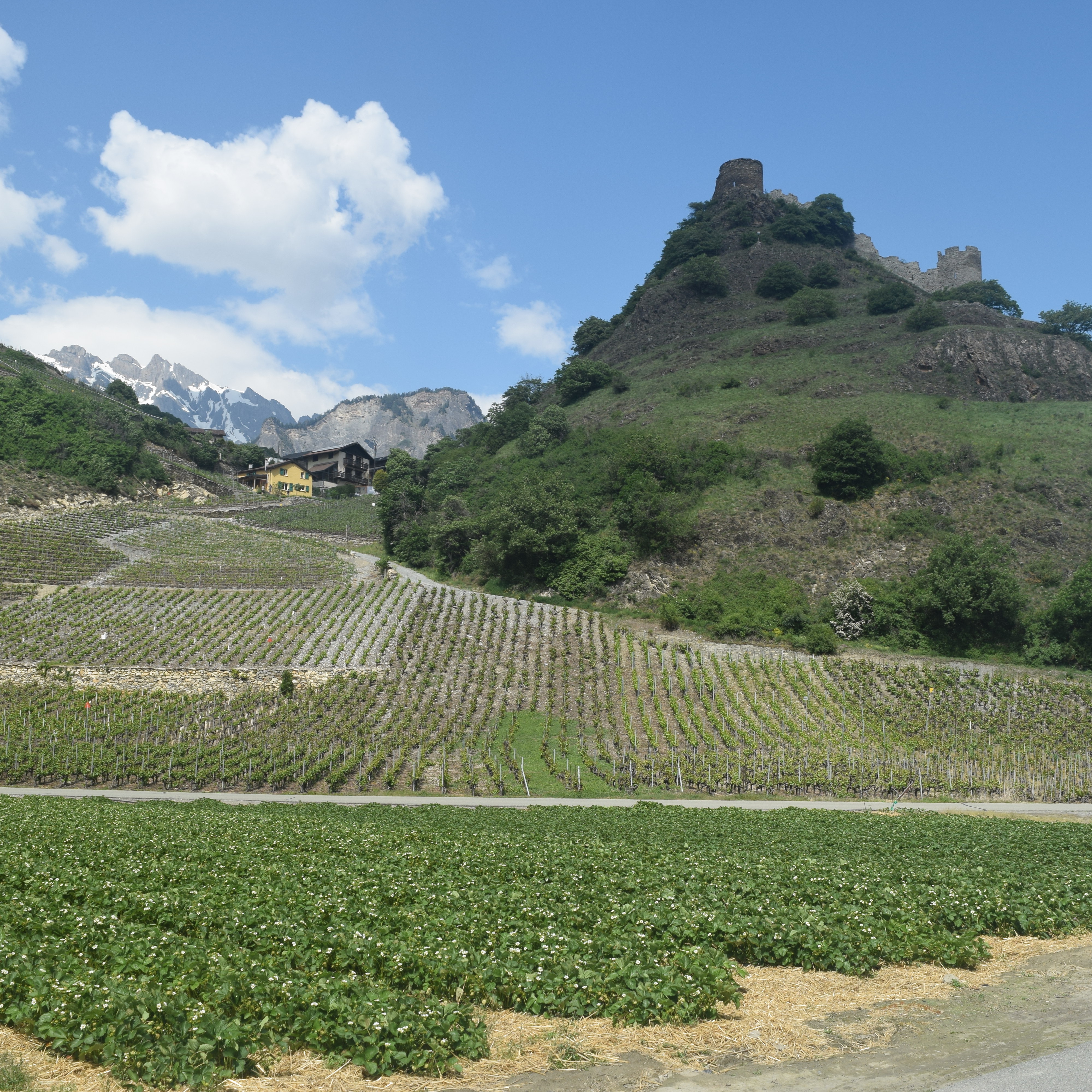 Foto einer Landschaft mit viel grün