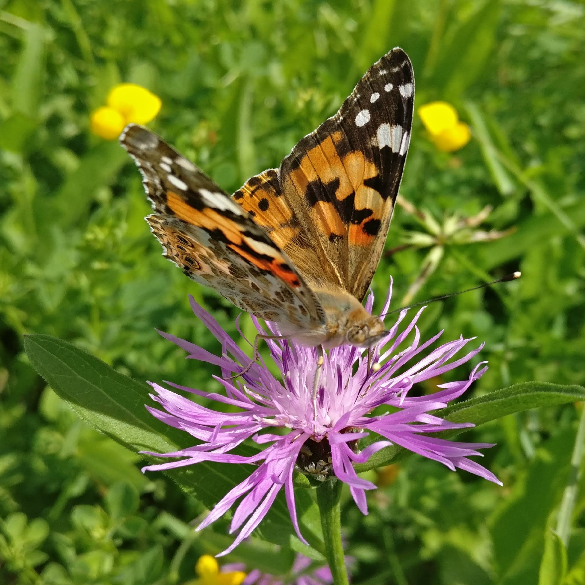 Foto von einem Distelfalter (Vanessa cardui)