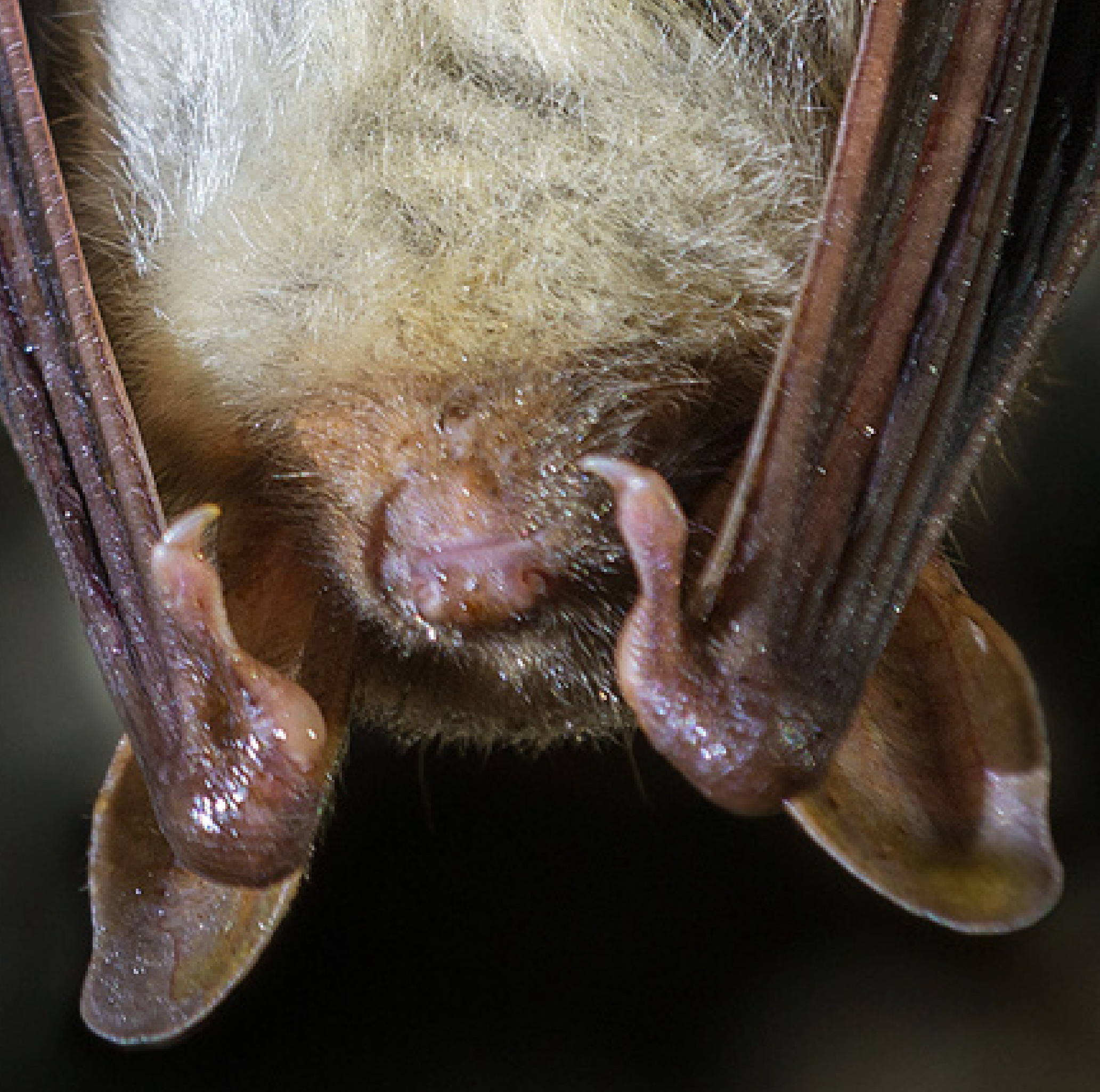 Foto einer Fledermaus (Grosses Mausohr - Myotis myotis)