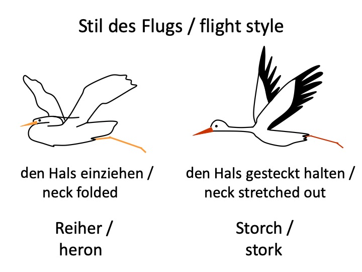 Schema von Stilen des Flugs: den Hals einziehen (Reiher) und den Hals gesteckt halten (Storch)