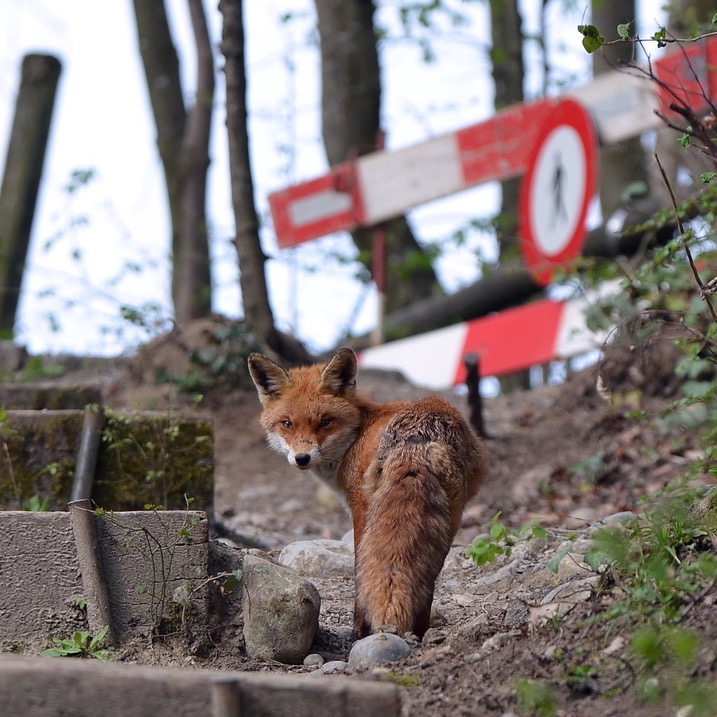 Foto eines Rotfuchs(Vulpes vulpes) in der Stadt 