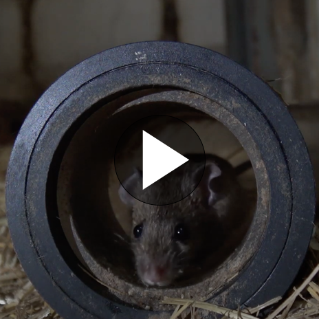 Screen-Shot-Video-mice