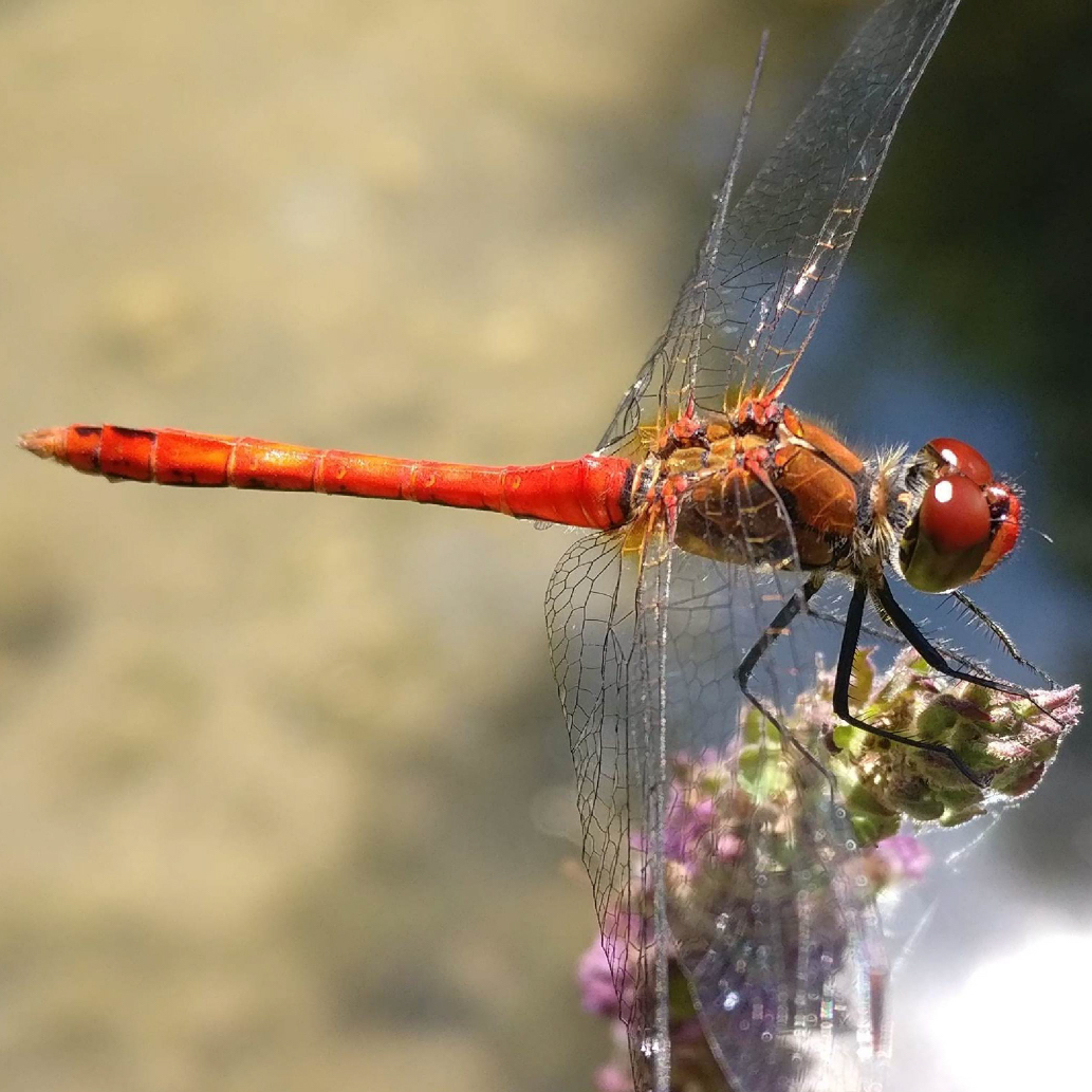 Foto von der blutroten Heidelibelle (Sympetrum striolatum)