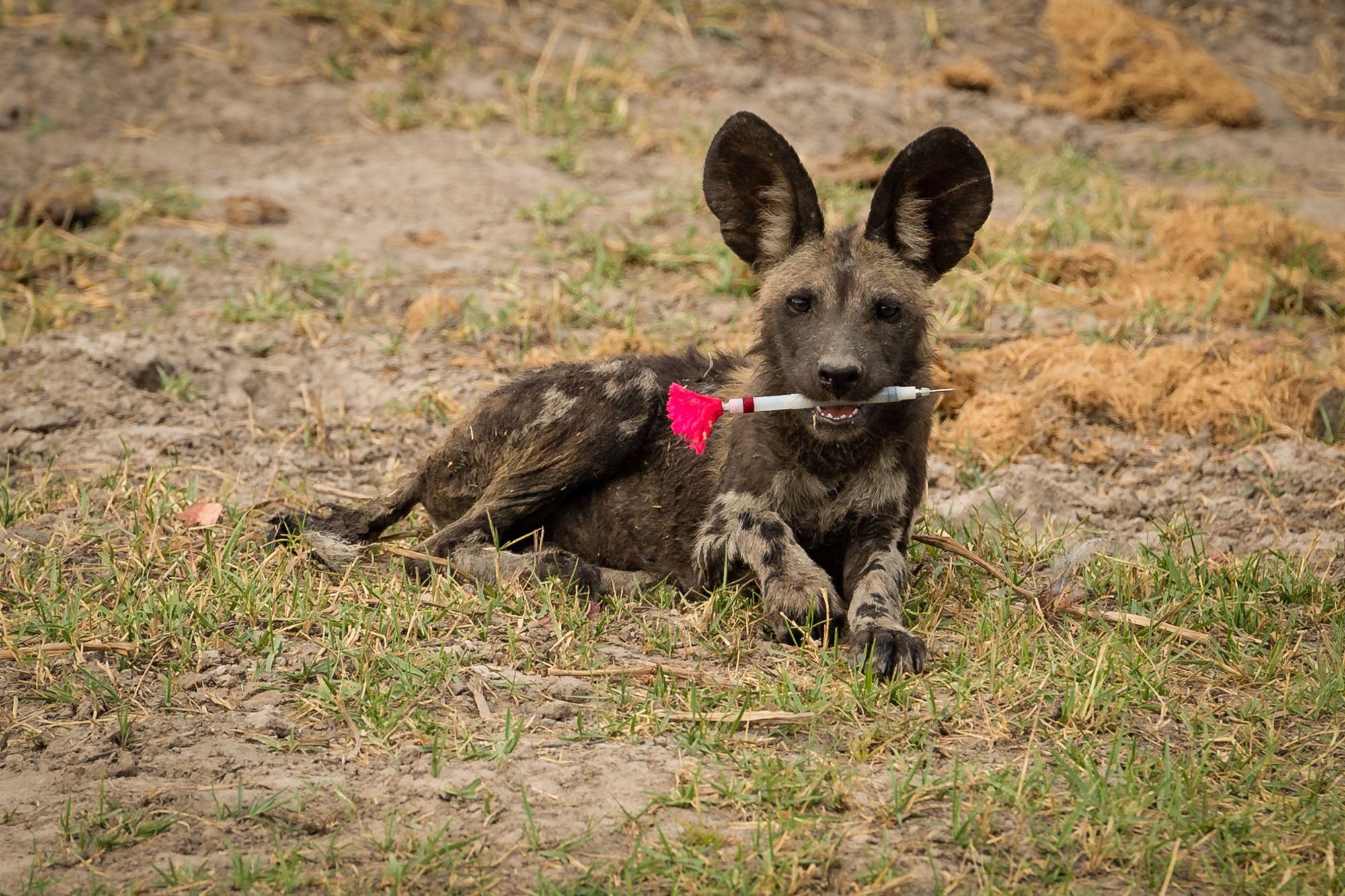 Forschungsobjekte 3. Preis: The tables have turned. This image shows an African wild dog pup with a tranquiliser dart in its mouth. After researchers of the University of Zurich and Botswana Predator Conservation anaesthetised an adult individual in a pack of wild dogs, this pup proved to be a challenge in recovering the dart and appeared very proud of its newfound toy. The photograph was taken in the Okavango Delta in Botswana which represents one of the last remaining strongholds for this endangered carnivore. By Dominik Behr