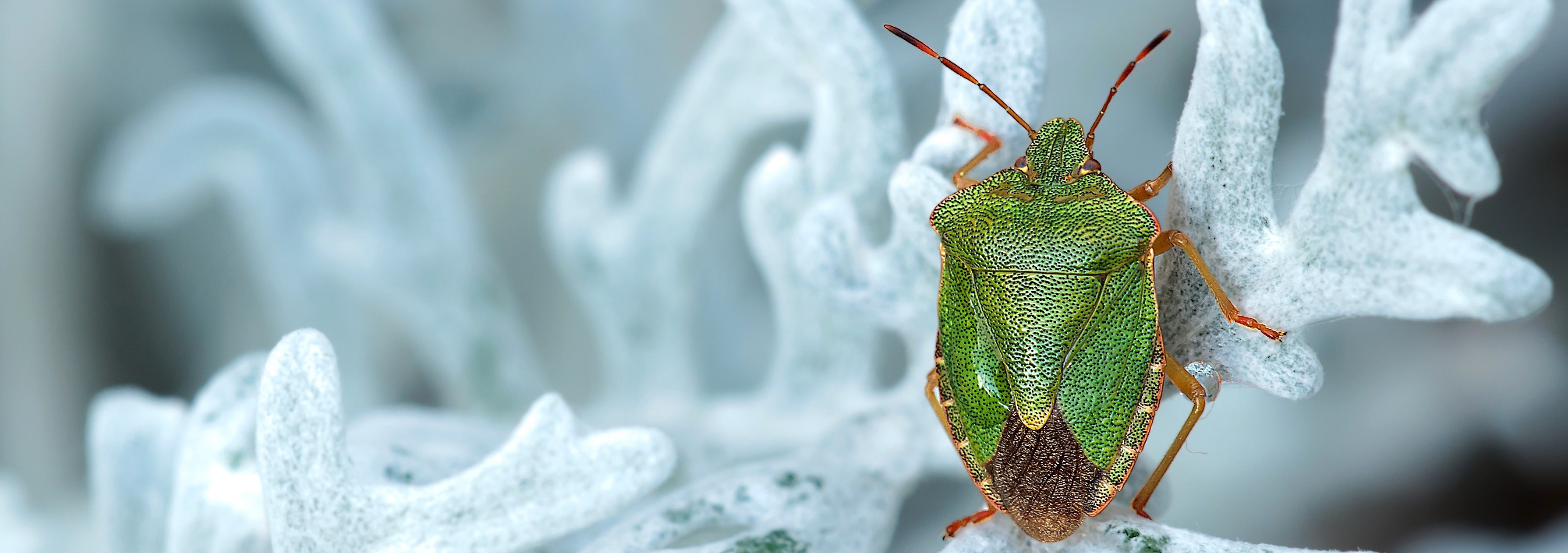 grüne Wanze auf einem weißen Blatt