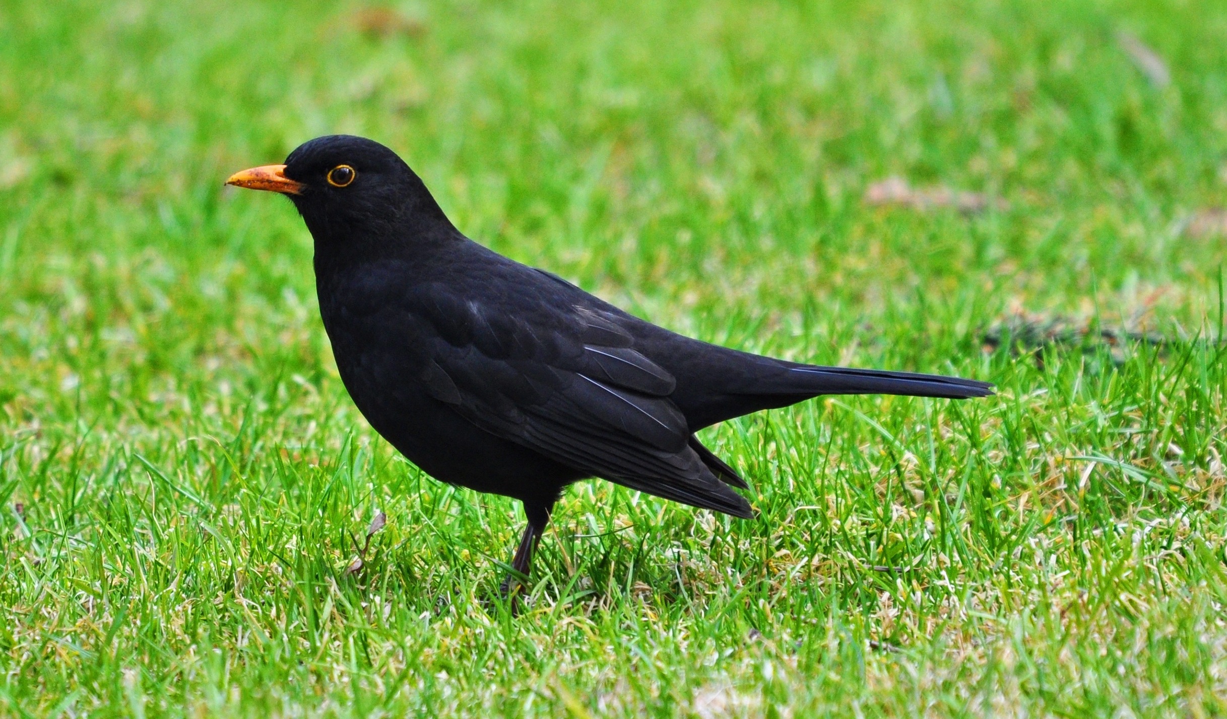 Amsel