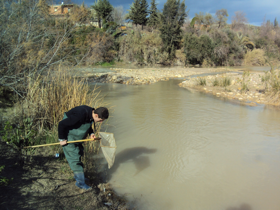 Beprobung von Libellenlarven in einem Fluss