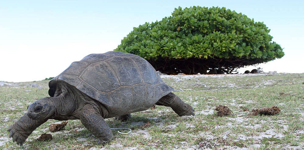 Riesenschildkröte