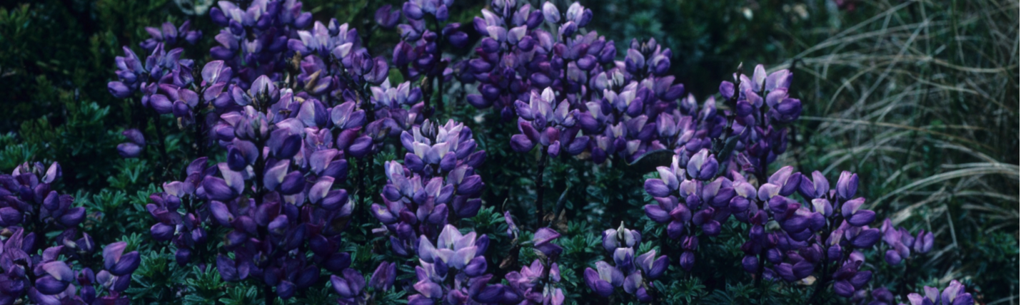 Foto von violettfarbenen Lupinen